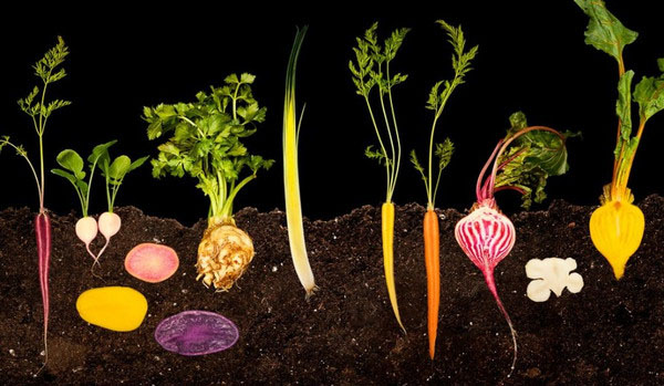 高清图：显微镜下的食物 带来艺术性的冲击感